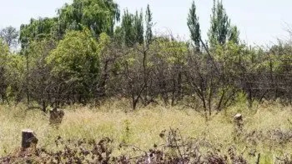 Altas temperaturas en el Valle: tomar las medidas preventivas para evitar incendios