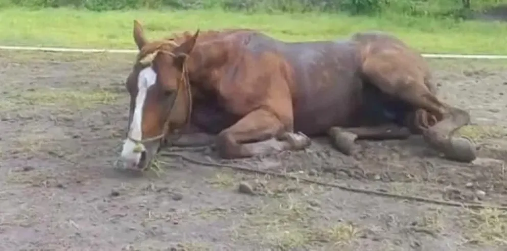 Se aprobó el primer lote de vacunas contra la encefalomielitis equina
