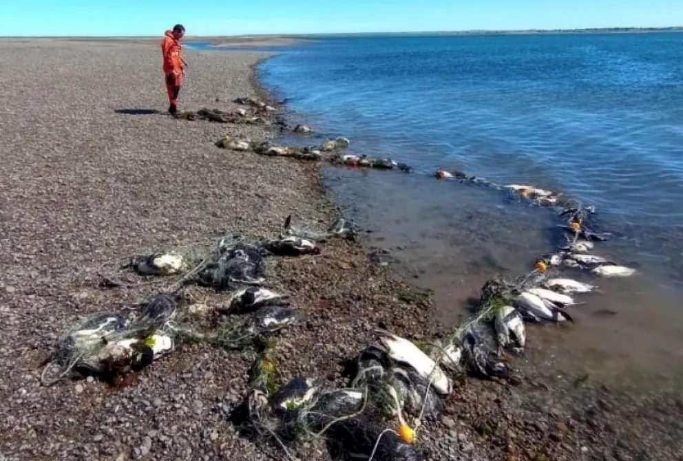 Mortalidad masiva en Santa Cruz: 138 pingüinos se enredaron en redes de pesca ilegal
