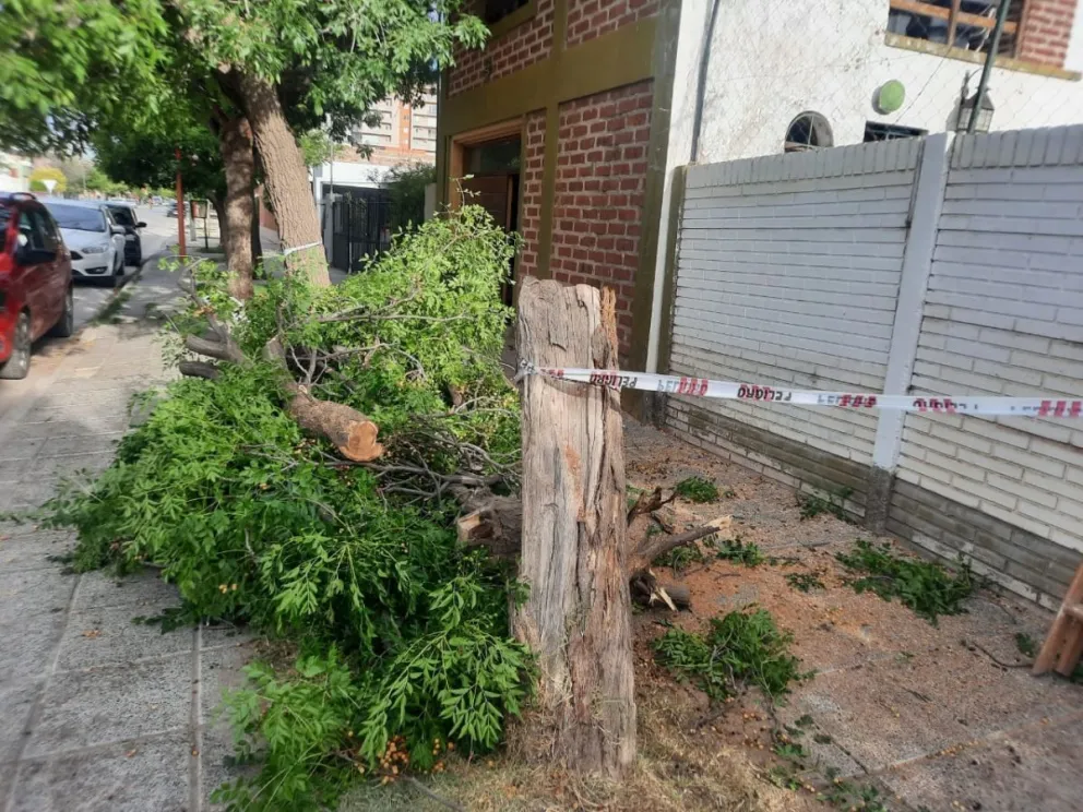 ¡Qué peligro! Un árbol estaba por caer en una esquina muy transitada