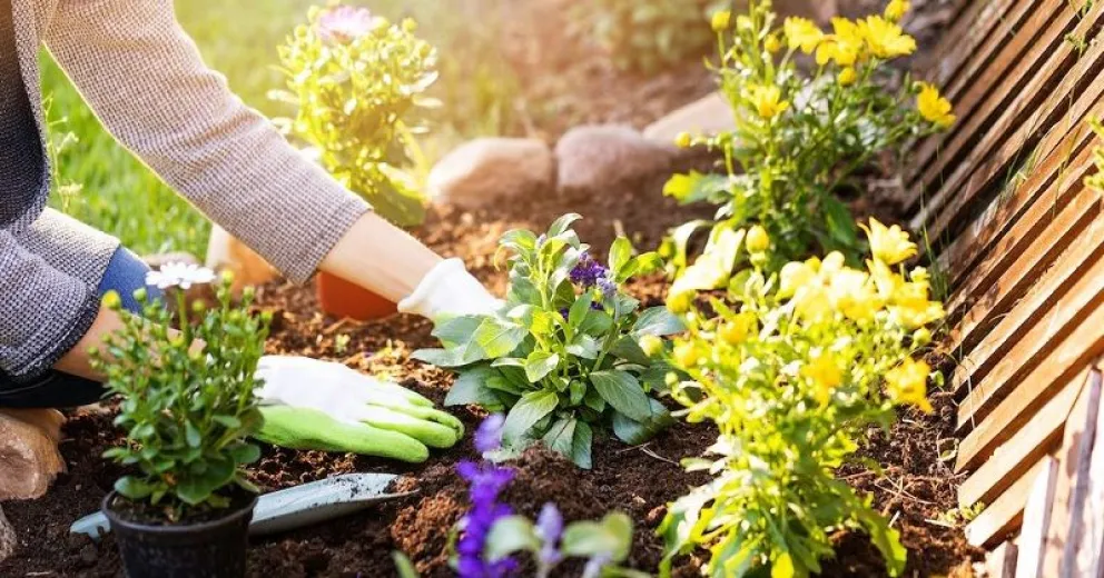 Cómo repeler hormigas con limón: el truco casero infalible para proteger tu jardín