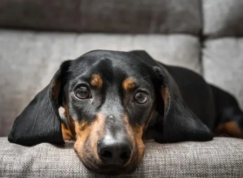 Inédito fallo: tras la separación de una pareja, la Justicia ordenó un régimen de visitas para su perro 