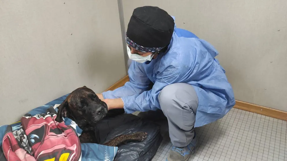 El programa cipoleño de castraciones para perros y gatos sigue arrojando resultados positivos