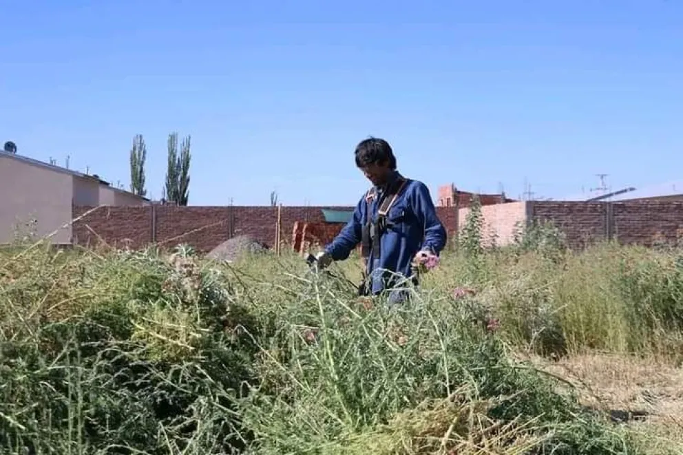 Advierten sobre duras multas por descuido en la limpieza de baldíos en Cipolletti