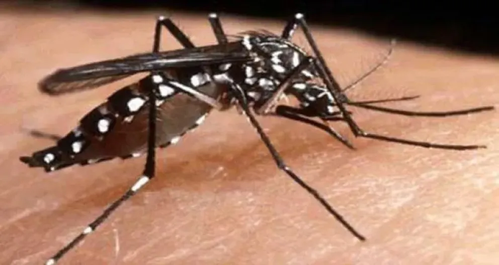 Dengue: se registraron más de 134.000 casos y 68 muertes en el país durante 2023