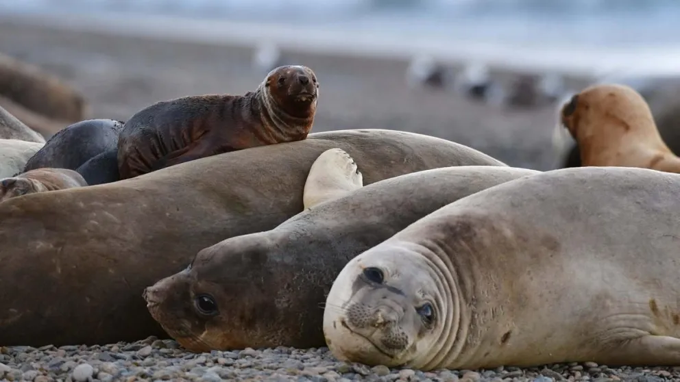 Bajan las muertes de lobos marinos por influenza aviar en Río Negro