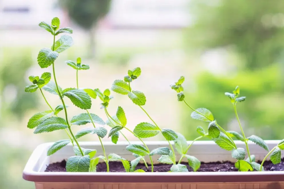 Estas plantas pueden ahuyentar a los mosquitos de tu casa