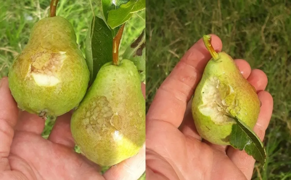 El granizo dañó gravemente la producción frutícola de Río Colorado 