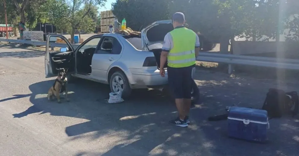 Perro policial descubre marihuana en vehículo durante control en la ruta nacional 22