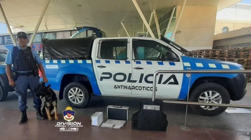 La can Emily desmanteló una red de tráfico de drogas 