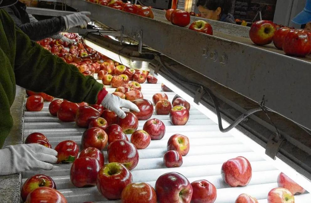 Sindicato de la Fruta en Cipolletti rechazó la oferta de CAFI en paritarias  