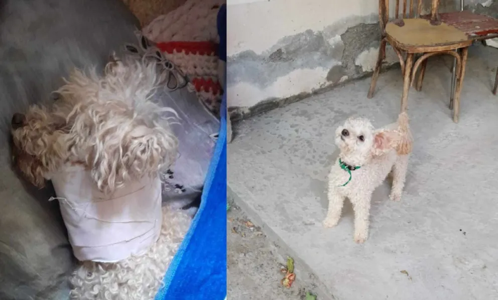 Brutal ataque de Pitbull a Caniche: buscan a su dueño