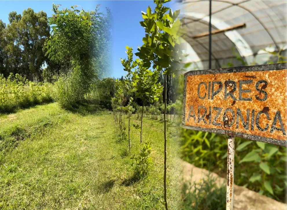 Más de 5 mil especies serán utilizadas para revitalizar plazas, parques y senderos en Cipolletti