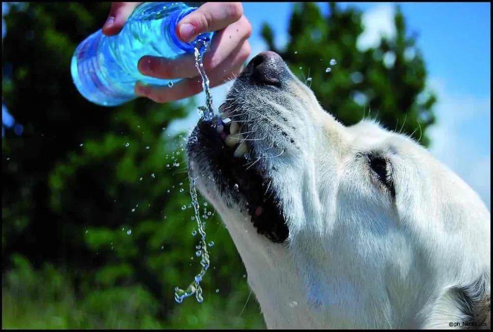 Ola de calor: cómo proteger a tus mascotas de las altas temperaturas