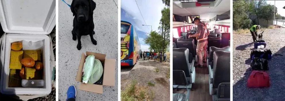 Senasa registra un aumento en los intentos de ingresar alimentos prohibidos a la región