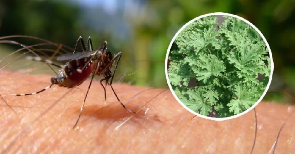 Planta de citronela: una aliada efectiva contra los mosquitos