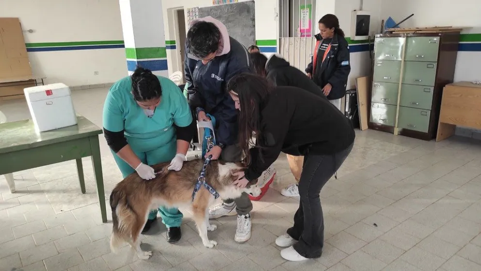 Cómo sigue el cronograma de vacunación y castraciones gratuitas