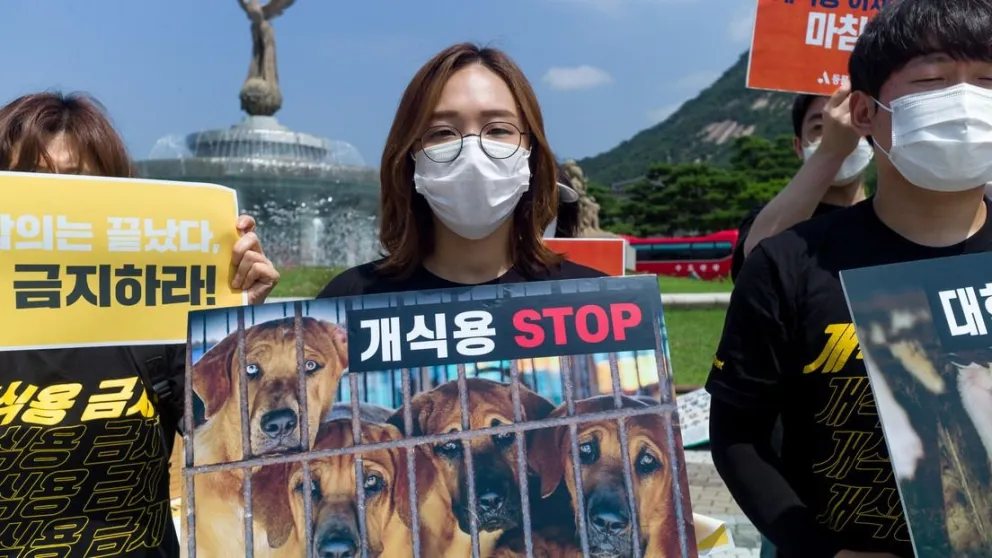 Corea del Sur prohibirá el consumo de carne de perro a partir de 2027