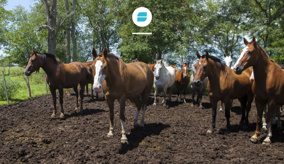  Detectan nuevos casos del “mal de los caballos” en la Confluencia y hay preocupación