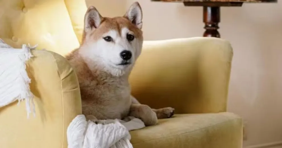 Truco casero para alejar al perro del sillón y evitar que orine