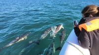 Aventura marina: navega con delfines en el Golfo San Matías