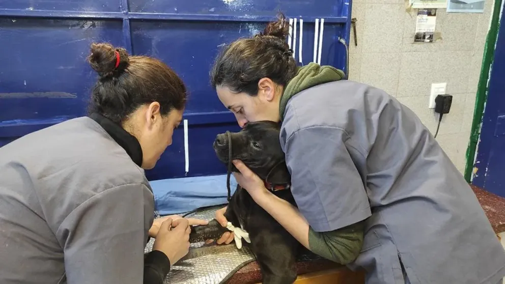 Sigue en marcha el programa de castraciones en Cipolletti