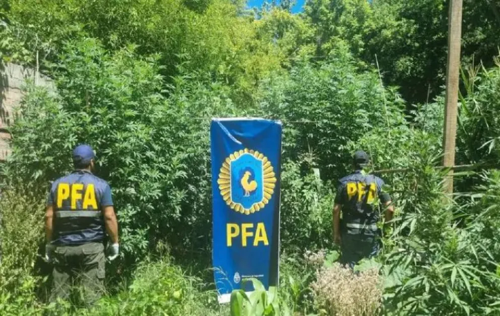 Desmantelaron una "Narco-Huerta": esta escondida en el patio trasero y tenia fines comerciales