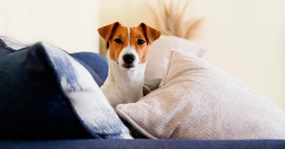 Truco infalible con vinagre: protege tus sillones de las travesuras de tus mascotas