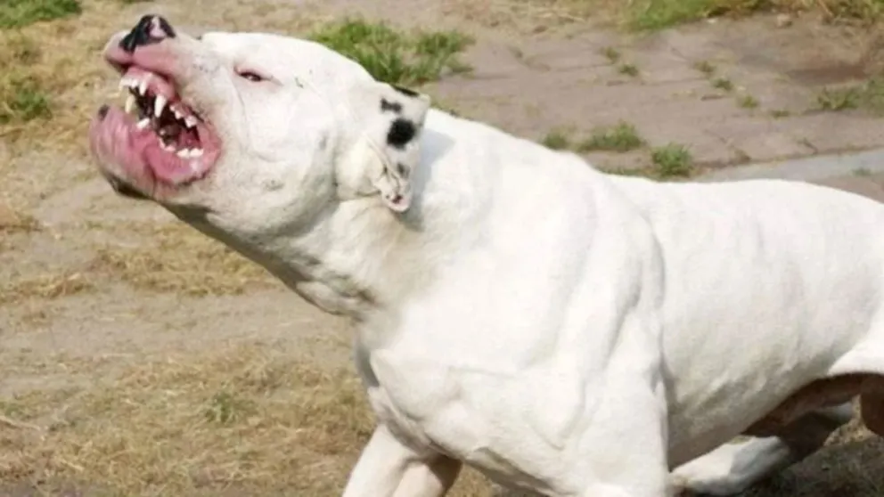 Una niña de seis años internada tras el ataque de un dogo