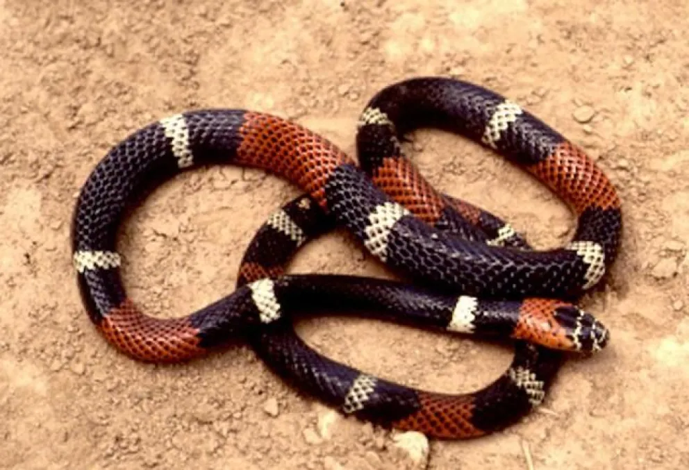 ¡Qué peligroso! 2 personas fueron mordidas por víboras corales
