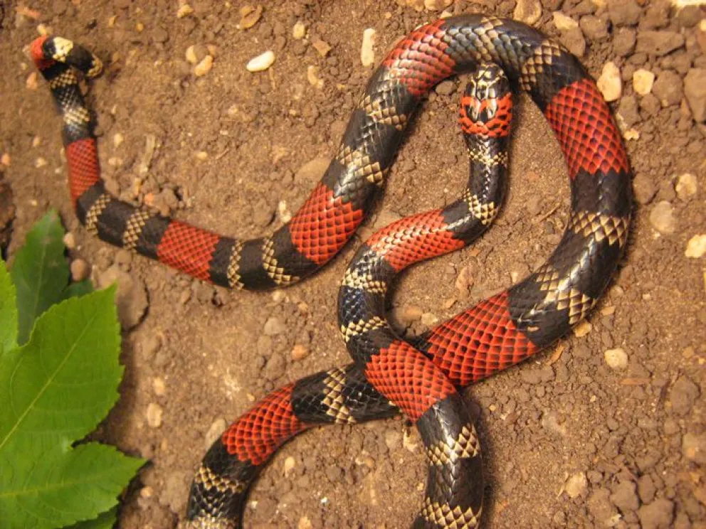 Alertan por tres casos de mordedura de una serpiente venenosa en la región
