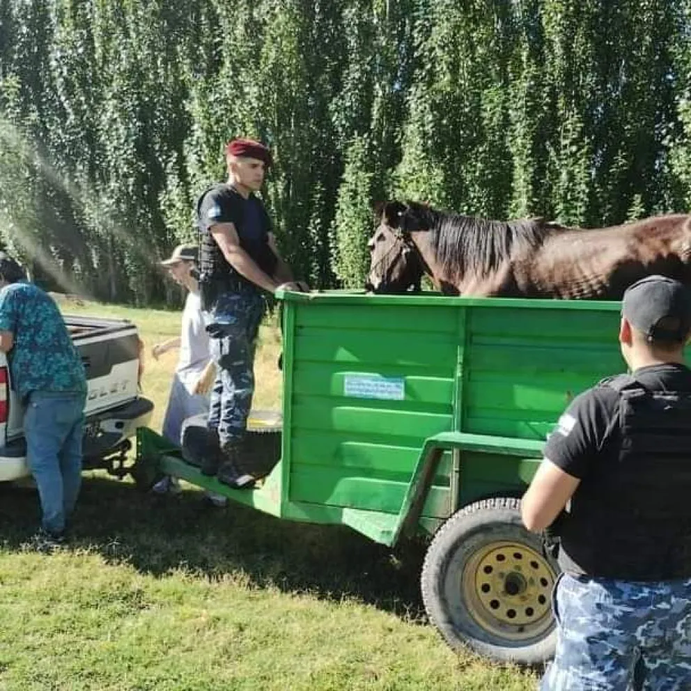 Personal de la policía rural salvo a un caballo que estaba siendo maltratado 