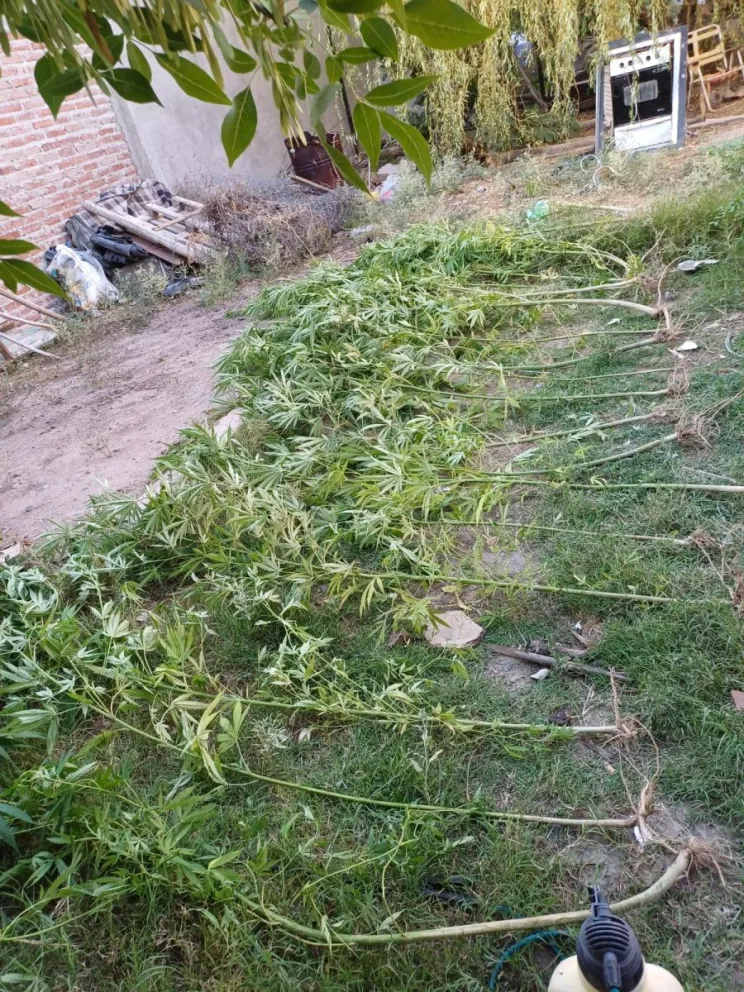  La Policía de Río Negro secuestró plantas de marihuana: una mujer imputada