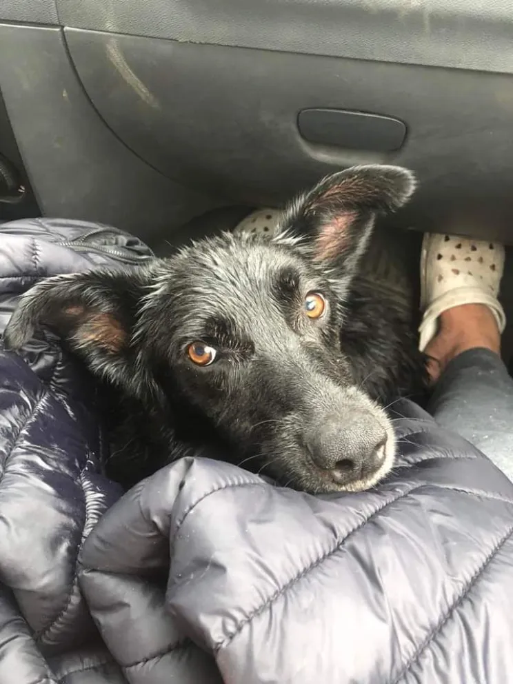  ¿Nos sumamos a la causa? ¡"Negrito" un amigo perruno necesita nuestra ayuda!