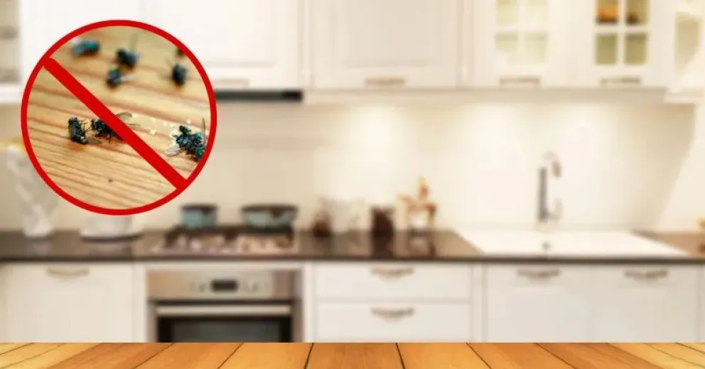 Consejos para repeler insectos usando pepino en tu hogar
