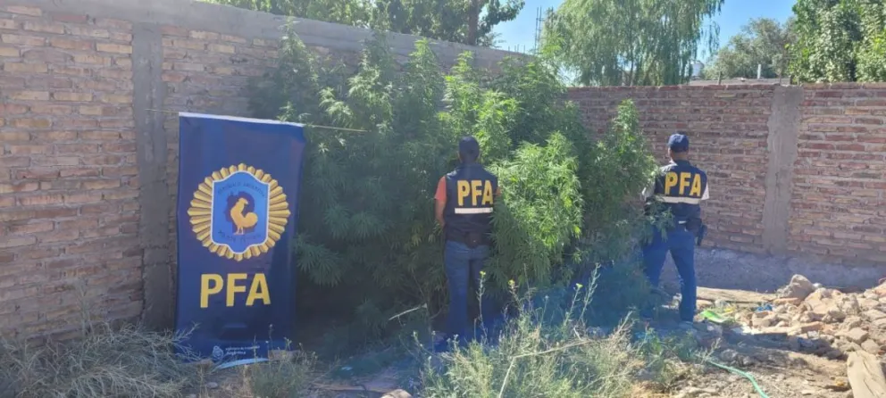 VIDEO. Secuestran gran cantidad de plantas de marihuana en el Alto Valle