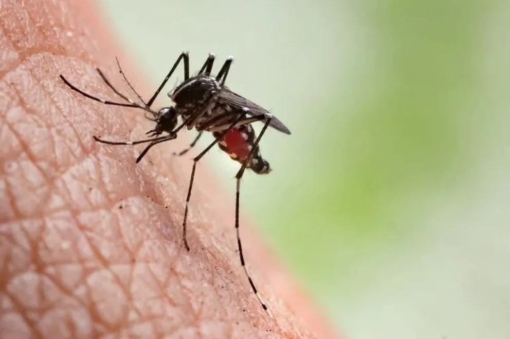 Casos de dengue importando: se intensificó la vigilancia epidemiológica en Cipolletti
