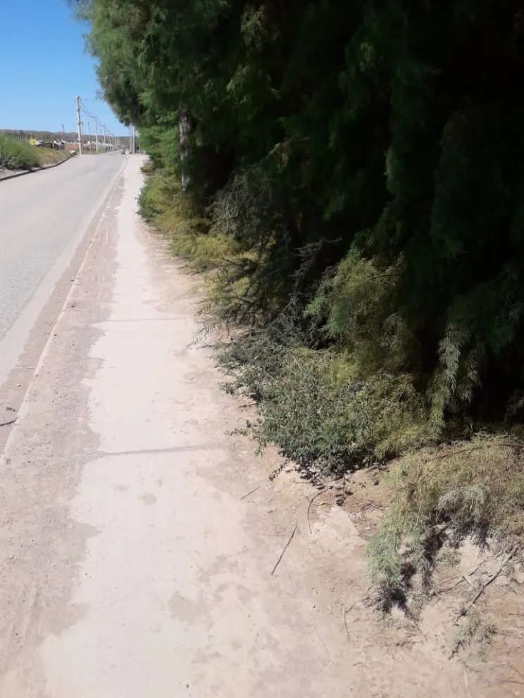 Ciclistas y peatones piden desmalezamiento y mejoras en una de las ciclovías cipoleñas