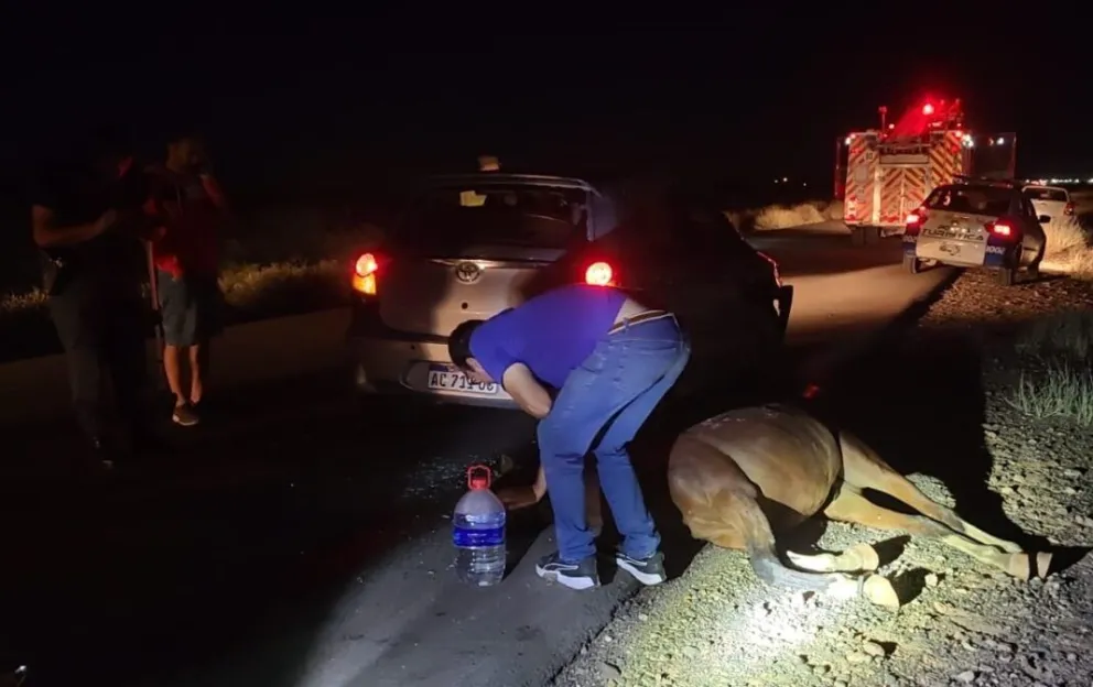 Un caballo suelto casi provoca una nueva tragedia en las rutas de la región