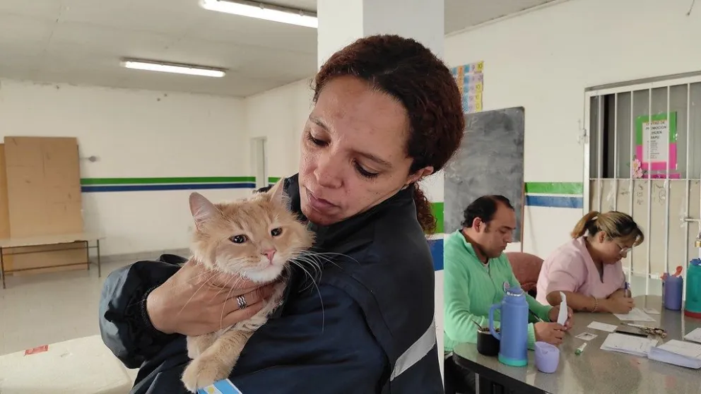 Conocé el cronograma de castraciones y vacunaciones para las próximas semanas