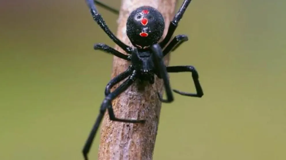 Reiteran recomendaciones para evitar picaduras de insectos y ponzoñosos