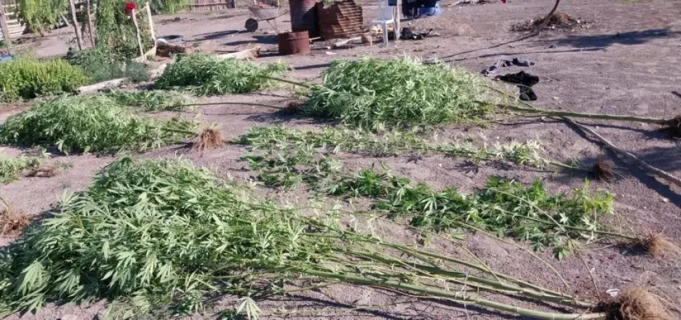 Secuestraron 18 plantas de marihuana y un arma tumbera en el Alto Valle