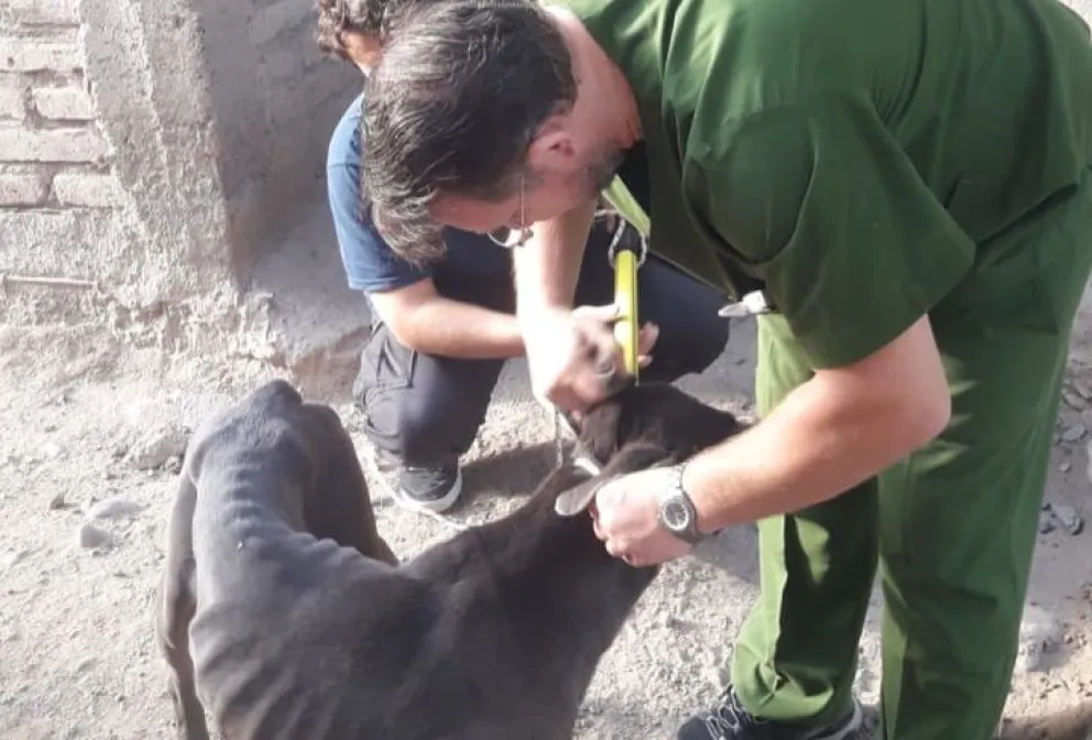 Rescataron a tres canes que habían sido abandonados: no tenían agua ni comida