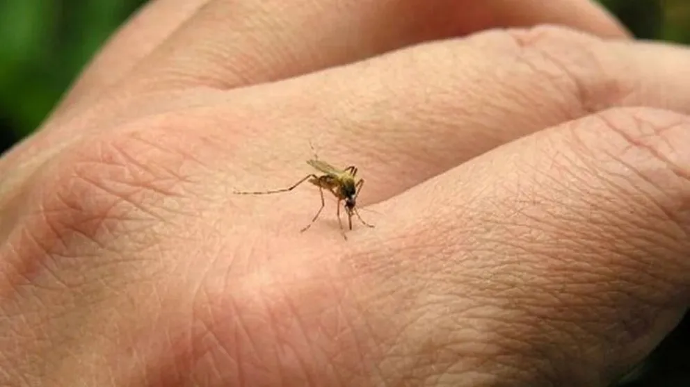 Se registró un récord histórico de casos de dengue en el país y hay preocupación para los próximos meses