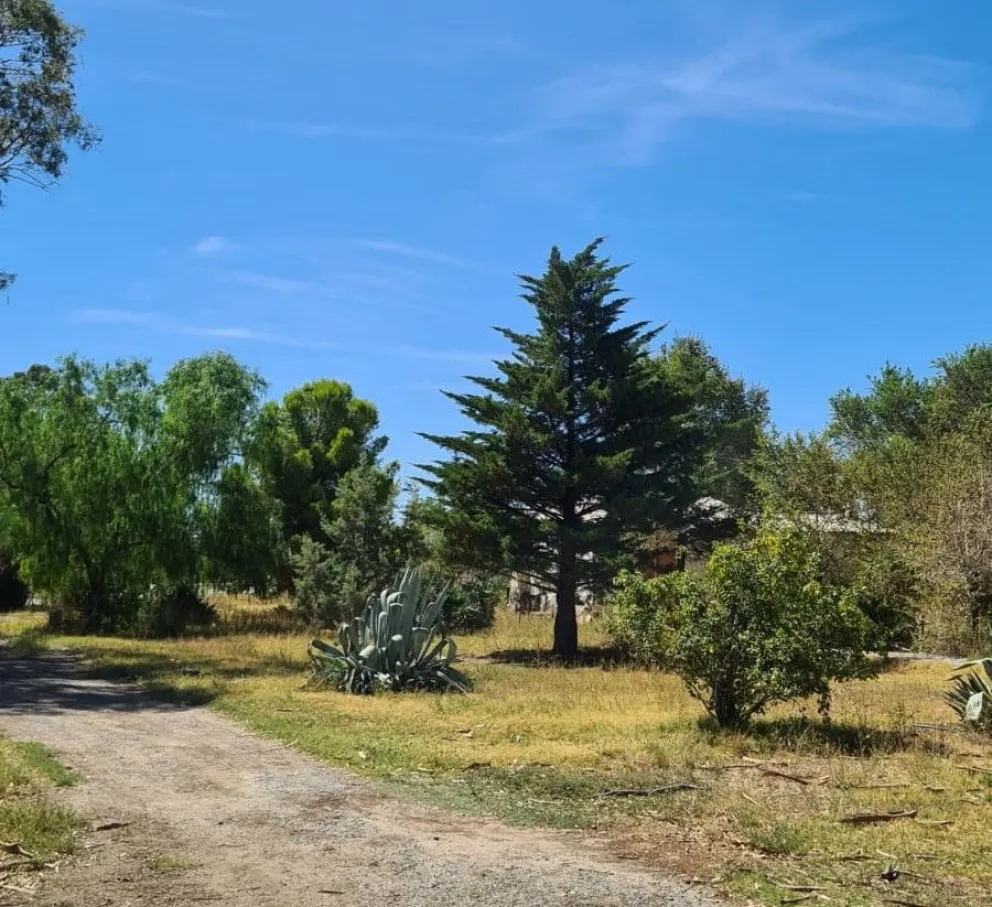 De a poco el otoño comienza a dar señales en el Alto Valle ¿Cómo sigue el tiempo en la región?