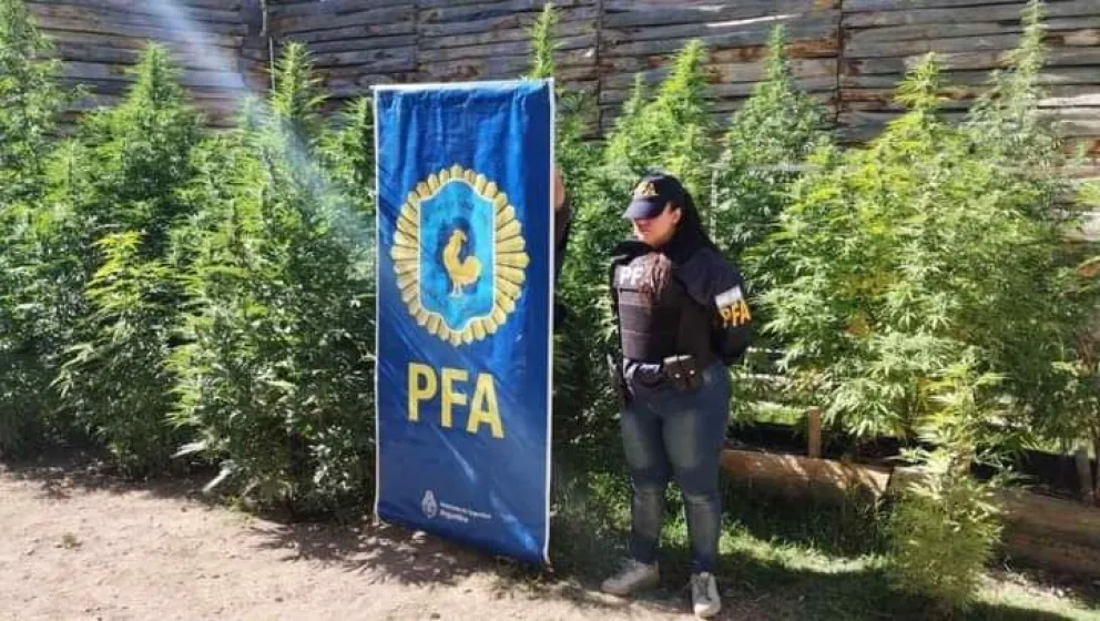 Allanamiento en Balsa Las Perlas: desmantelaron un cultivo de marihuana