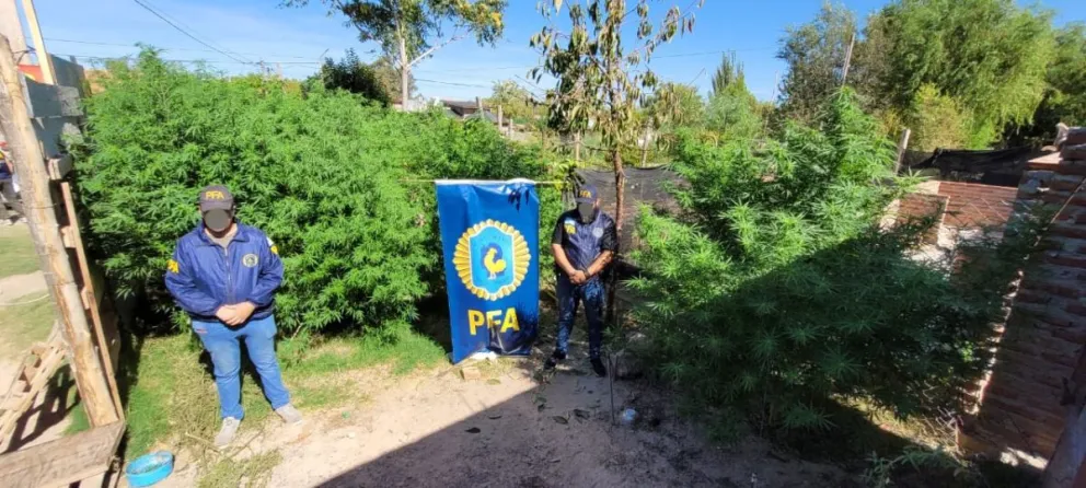 Operativo “Dealergarden”: PFA desmanteló un vivero ilegal de marihuana en el Alto Valle