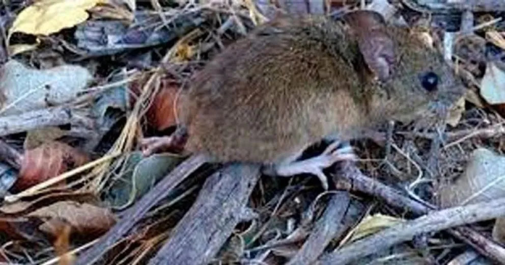 Se conoció la identidad de la docente cipoleña fallecida por hantavirus en Bariloche