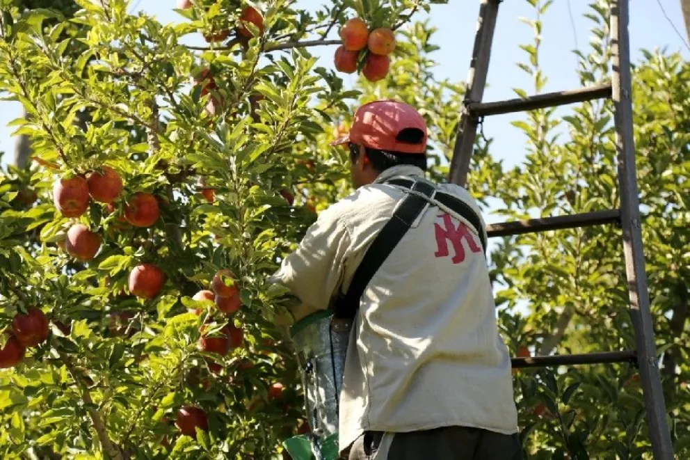 La producción de manzanas se redujo en un 50 % esta temporada: ¿qué pasó?
