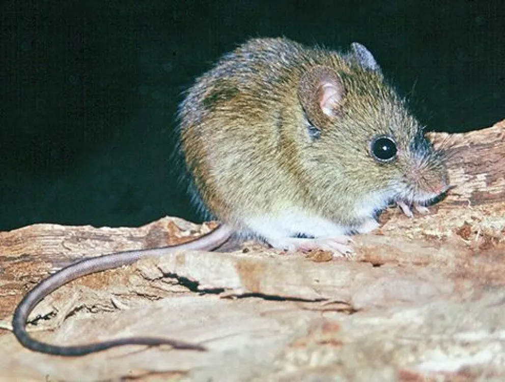 Luego de un caso mortal en la región, Salud brinda recomendaciones para cuidarse del hantavirus